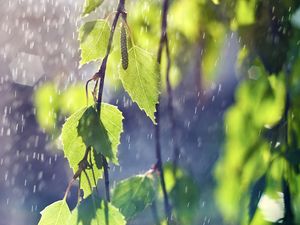 Preview wallpaper birch, branches, leaves, ear rings, rain