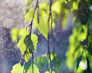 Preview wallpaper birch, branches, leaves, ear rings, rain