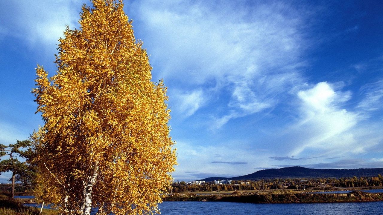 Wallpaper birch, coast, autumn, leaves, river, water, siberia