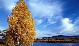 Preview wallpaper birch, coast, autumn, leaves, river, water, siberia