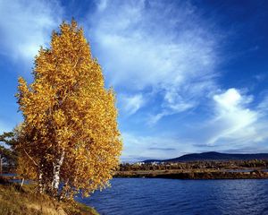 Preview wallpaper birch, coast, autumn, leaves, river, water, siberia