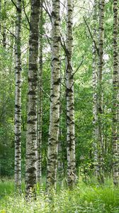 Preview wallpaper birch forest, trees, trunks, forest, nature, landscape