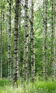 Preview wallpaper birch forest, trees, trunks, forest, nature, landscape