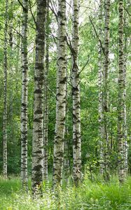 Preview wallpaper birch forest, trees, trunks, forest, nature, landscape
