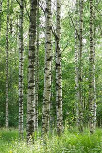 Preview wallpaper birch forest, trees, trunks, forest, nature, landscape