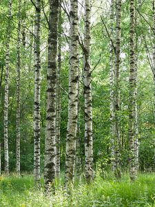 Preview wallpaper birch forest, trees, trunks, forest, nature, landscape