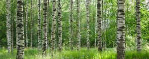Preview wallpaper birch forest, trees, trunks, forest, nature, landscape