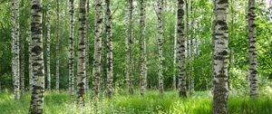 Preview wallpaper birch forest, trees, trunks, forest, nature, landscape