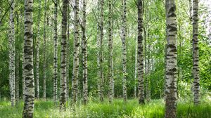 Preview wallpaper birch forest, trees, trunks, forest, nature, landscape