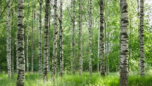 Preview wallpaper birch forest, trees, trunks, forest, nature, landscape