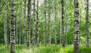 Preview wallpaper birch forest, trees, trunks, forest, nature, landscape