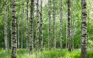 Preview wallpaper birch forest, trees, trunks, forest, nature, landscape