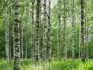 Preview wallpaper birch forest, trees, trunks, forest, nature, landscape