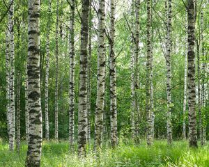 Preview wallpaper birch forest, trees, trunks, forest, nature, landscape