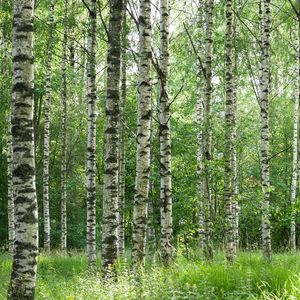 Preview wallpaper birch forest, trees, trunks, forest, nature, landscape