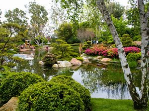 Preview wallpaper birch, garden, pond, trees, green, tourists