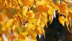 Preview wallpaper birch, leaves, autumn, yellow, october