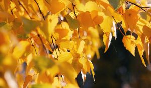 Preview wallpaper birch, leaves, autumn, yellow, october