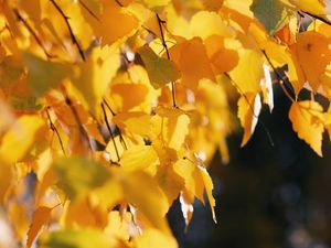 Preview wallpaper birch, leaves, autumn, yellow, october