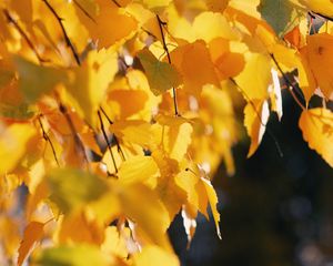 Preview wallpaper birch, leaves, autumn, yellow, october