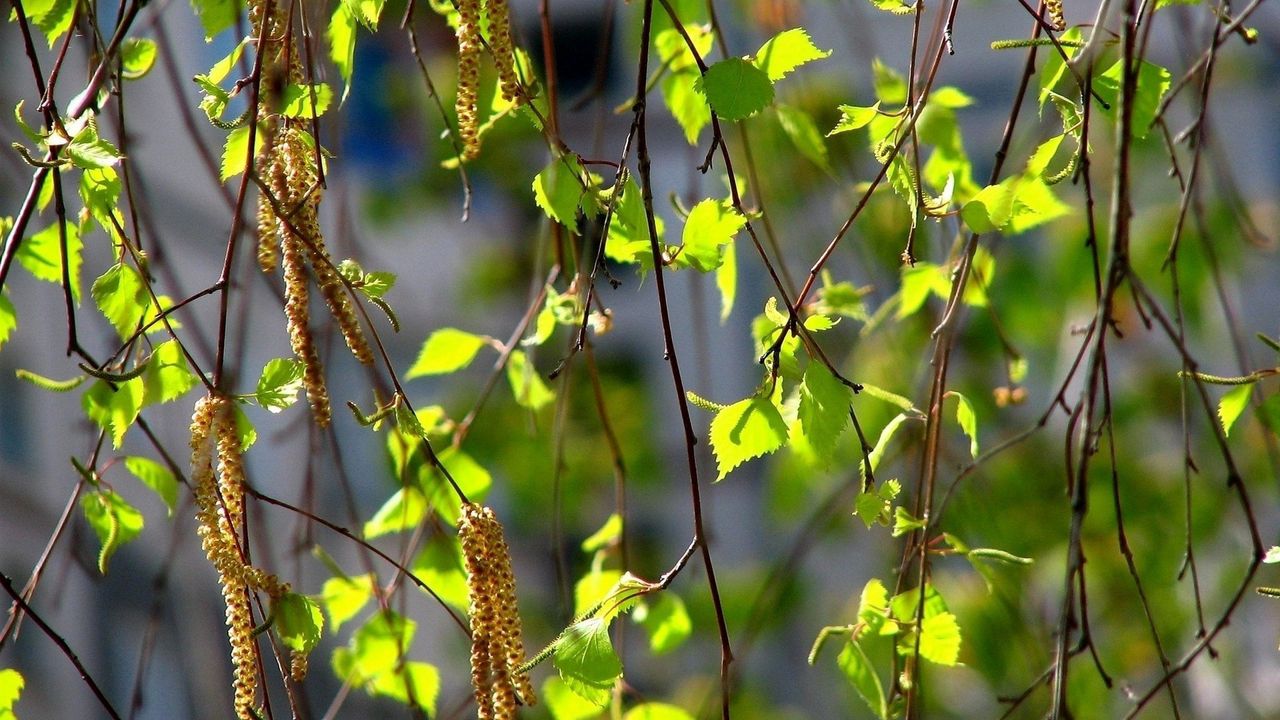 Wallpaper birch, leaves, ear rings, branches