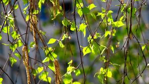 Preview wallpaper birch, leaves, ear rings, branches