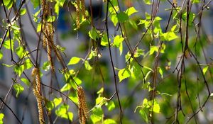 Preview wallpaper birch, leaves, ear rings, branches