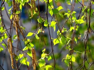 Preview wallpaper birch, leaves, ear rings, branches