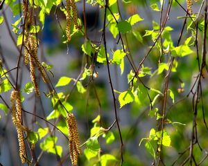 Preview wallpaper birch, leaves, ear rings, branches