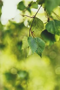 Preview wallpaper birch, leaves, summer, light