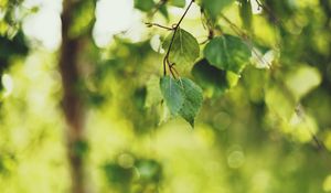 Preview wallpaper birch, leaves, summer, light