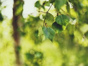 Preview wallpaper birch, leaves, summer, light