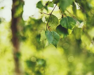 Preview wallpaper birch, leaves, summer, light