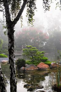 Preview wallpaper birch, pond, haze, vegetation, garden