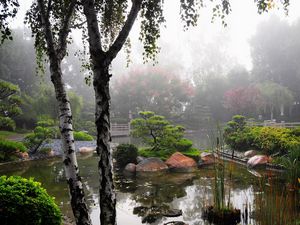 Preview wallpaper birch, pond, haze, vegetation, garden