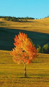 Preview wallpaper birch, siberia, field, autumn, yellow, shades