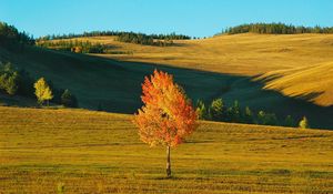 Preview wallpaper birch, siberia, field, autumn, yellow, shades