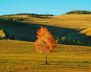 Preview wallpaper birch, siberia, field, autumn, yellow, shades