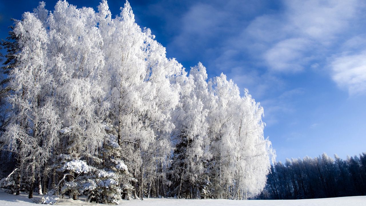 Wallpaper birch, snow, hoarfrost, winter, sky clear, glade, from below