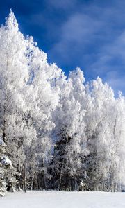 Preview wallpaper birch, snow, hoarfrost, winter, sky clear, glade, from below