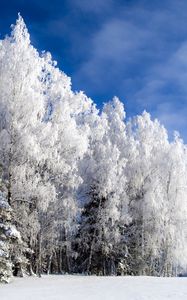 Preview wallpaper birch, snow, hoarfrost, winter, sky clear, glade, from below