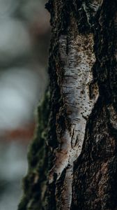 Preview wallpaper birch, tree, bark, macro