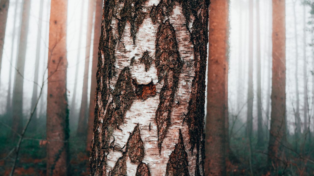 Wallpaper birch, tree, forest, fog