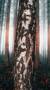 Preview wallpaper birch, tree, forest, fog