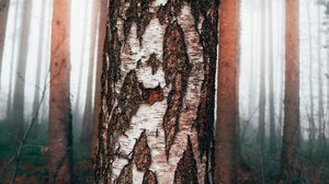 Preview wallpaper birch, tree, forest, fog