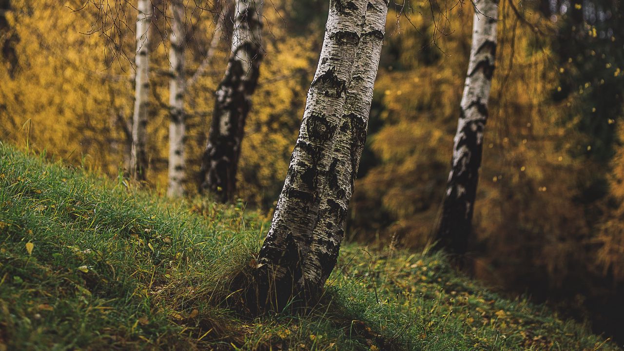 Wallpaper birch, trees, autumn, grass, branches