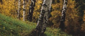 Preview wallpaper birch, trees, autumn, grass, branches