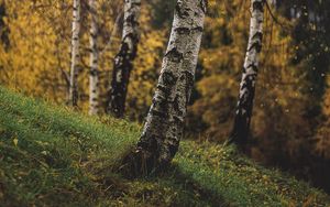 Preview wallpaper birch, trees, autumn, grass, branches