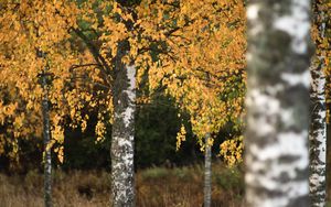 Preview wallpaper birch, trees, autumn, landscape, nature