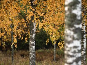 Preview wallpaper birch, trees, autumn, landscape, nature